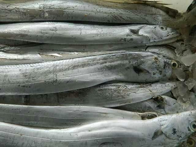 阿莫西林對(duì)多種魚(yú)類的細(xì)菌性感染都有效，如何判斷魚(yú)類感染是否由細(xì)菌引起（阿莫西林對(duì)哪些魚(yú)不敏感？）