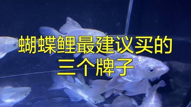 蝴蝶鯉魚糧哪個牌子好【《蝴蝶鯉魚糧品牌推薦》】 蝴蝶鯉魚糧哪個牌子好【《蝴蝶鯉魚糧品牌推薦》】 龍魚論壇 第1張