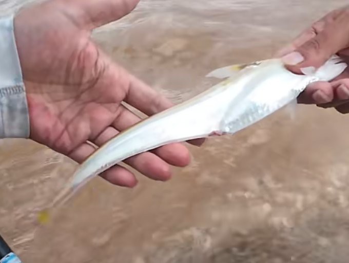 刀魚價格15一斤【15元一斤的刀魚，為什么價格懸殊十倍，網友：6000一斤】 刀魚價格15一斤【15元一斤的刀魚，為什么價格懸殊十倍，網友：6000一斤】 龍魚論壇 第7張