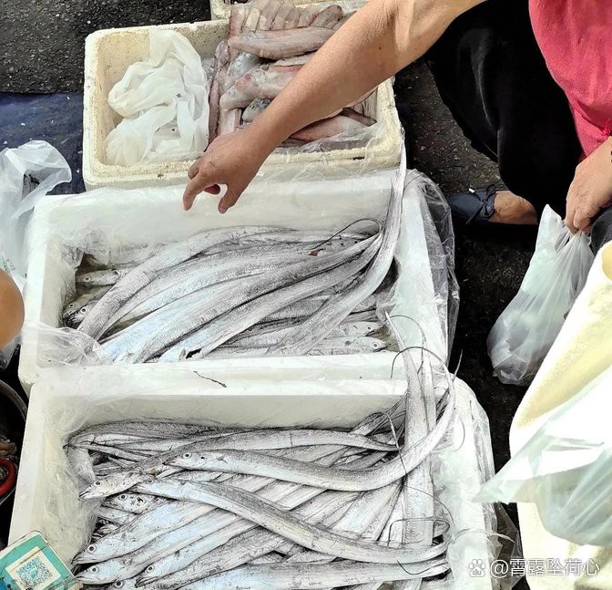 刀魚價格15一斤【15元一斤的刀魚，為什么價格懸殊十倍，網友：6000一斤】 刀魚價格15一斤【15元一斤的刀魚，為什么價格懸殊十倍，網友：6000一斤】 龍魚論壇 第5張