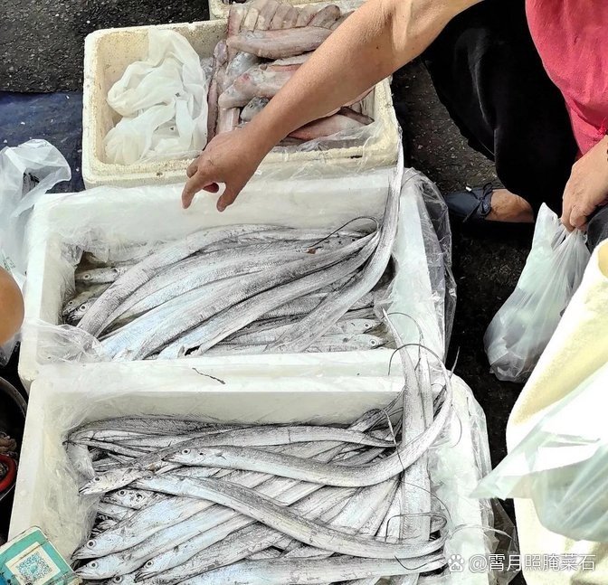 刀魚價格15一斤【15元一斤的刀魚，為什么價格懸殊十倍，網友：6000一斤】 刀魚價格15一斤【15元一斤的刀魚，為什么價格懸殊十倍，網友：6000一斤】 龍魚論壇 第3張