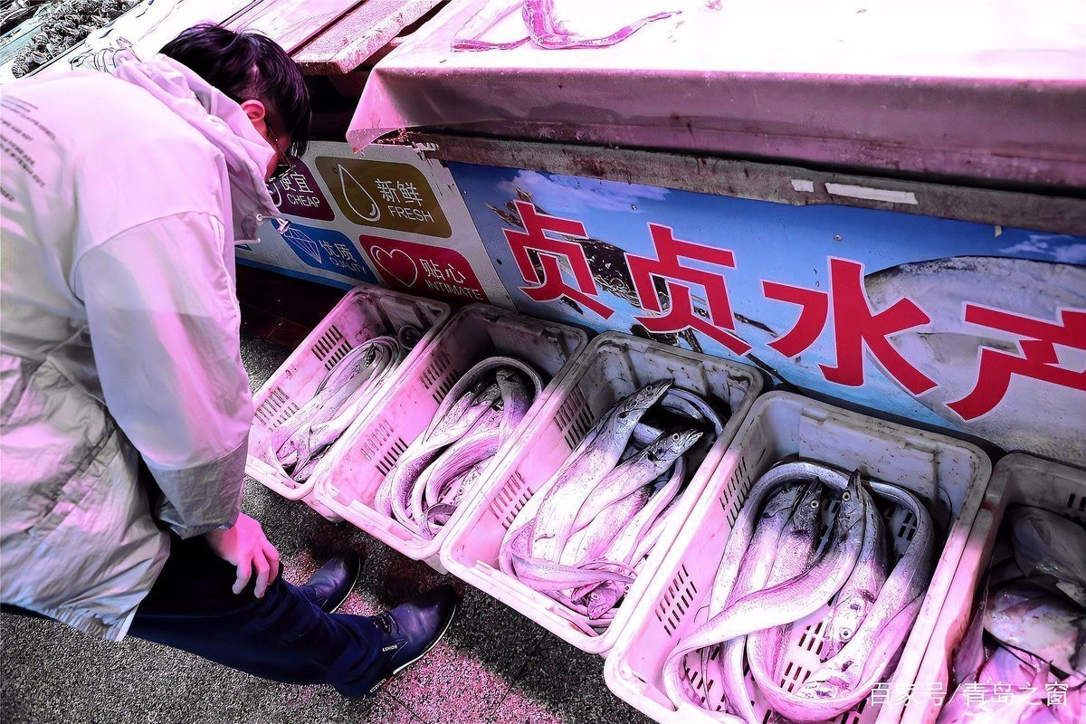 刀魚價格15一斤【15元一斤的刀魚，為什么價格懸殊十倍，網友：6000一斤】 刀魚價格15一斤【15元一斤的刀魚，為什么價格懸殊十倍，網友：6000一斤】 龍魚論壇 第10張