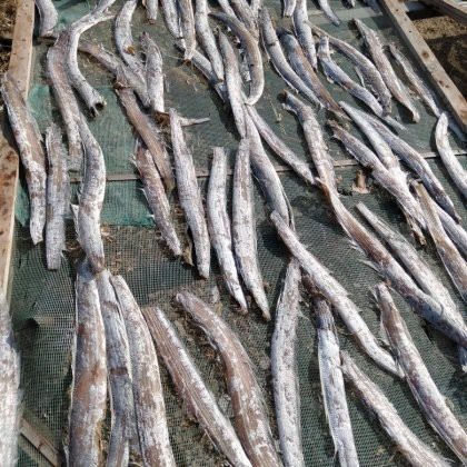 刀魚價格15一斤【15元一斤的刀魚，為什么價格懸殊十倍，網友：6000一斤】 刀魚價格15一斤【15元一斤的刀魚，為什么價格懸殊十倍，網友：6000一斤】 龍魚論壇 第11張