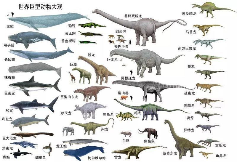 恐龍蛋最貴的三個(gè)顏色【《恐龍蛋最貴的三個(gè)顏色》】