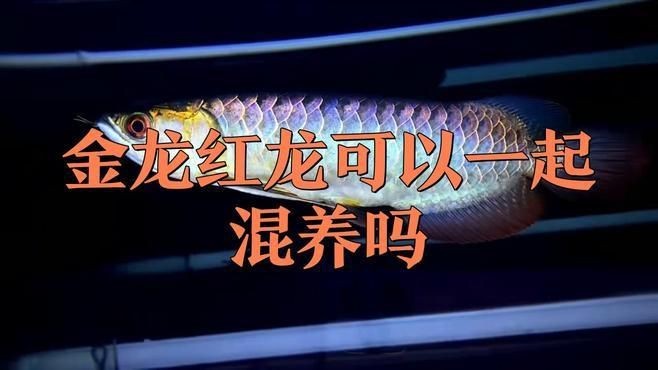 做生意養(yǎng)金龍還是紅龍【做生意養(yǎng)金龍好還是紅龍好】