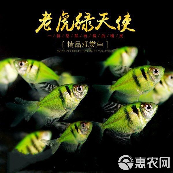 綠老虎天使仙活體長尾巴七彩裙魚【活體長尾巴七彩裙魚】 綠老虎天使仙活體長尾巴七彩裙魚【活體長尾巴七彩裙魚】 龍魚百科 第4張