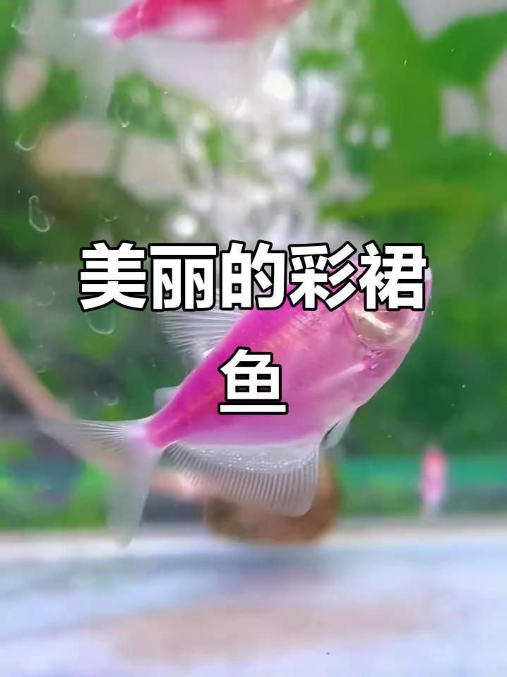 綠老虎天使仙活體長尾巴七彩裙魚【活體長尾巴七彩裙魚】 綠老虎天使仙活體長尾巴七彩裙魚【活體長尾巴七彩裙魚】 龍魚百科 第3張