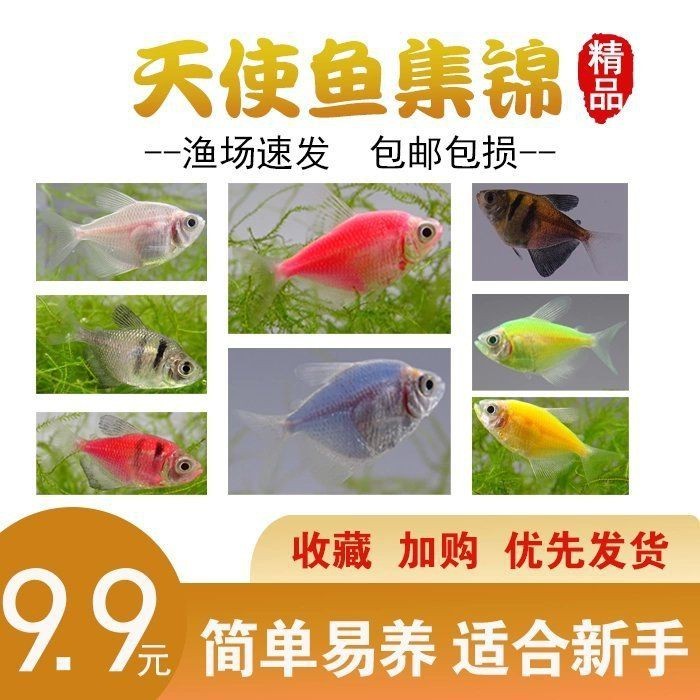 綠老虎天使仙活體長尾巴七彩裙魚【活體長尾巴七彩裙魚】 綠老虎天使仙活體長尾巴七彩裙魚【活體長尾巴七彩裙魚】 龍魚百科 第6張