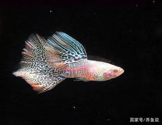 紅色眼睛孔雀魚叫什么【孔雀魚的其他紅眼品種如何鑒別】