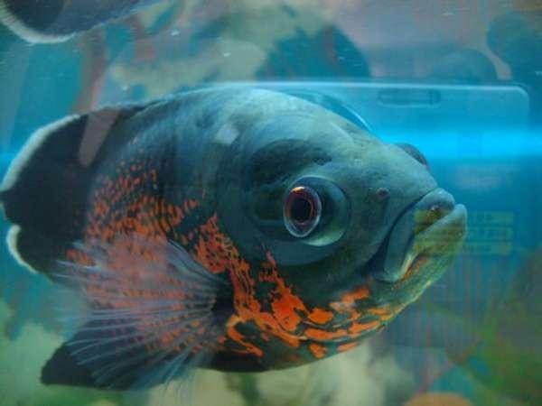雷龍魚眼睛外凸正常嗎【雷龍魚眼睛外凸是否正常】