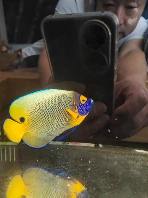 藍面魚公母區(qū)分圖片【《藍面魚公母區(qū)分圖片》】