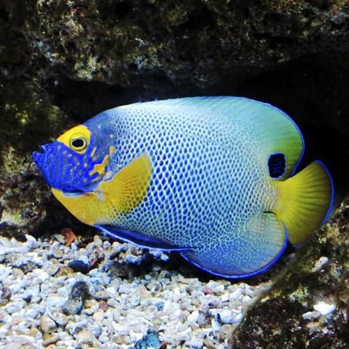 藍面魚公母區(qū)分圖片【《藍面魚公母區(qū)分圖片》】