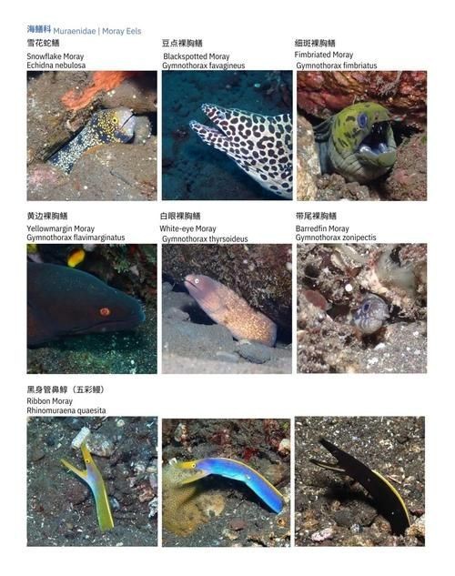 藍面魚公母區分圖片【《藍面魚公母區分圖片》】