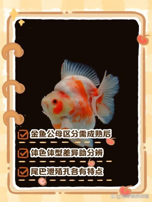 藍面魚公母區分圖片【《藍面魚公母區分圖片》】