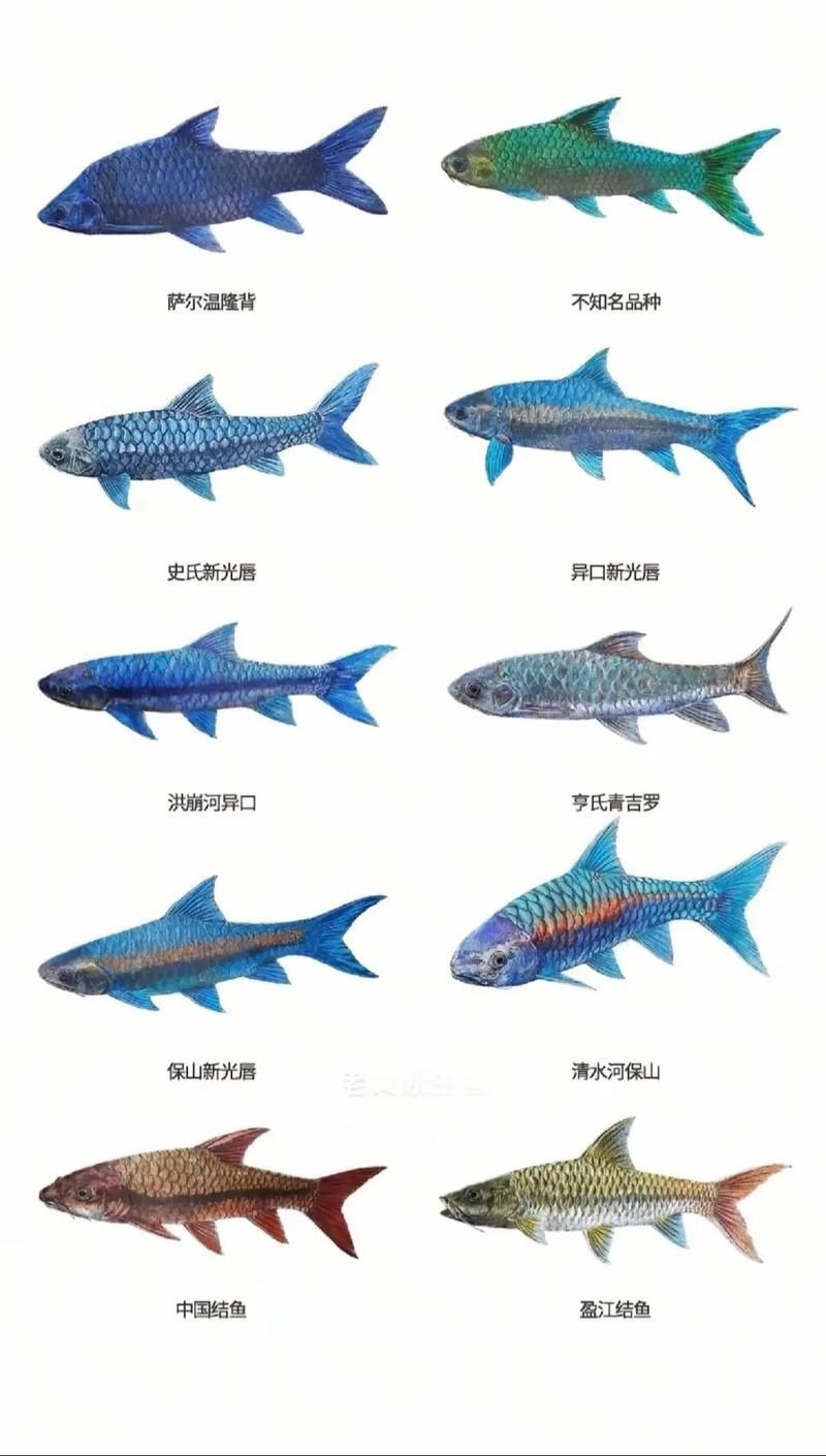 藍面魚公母區分圖片【《藍面魚公母區分圖片》】