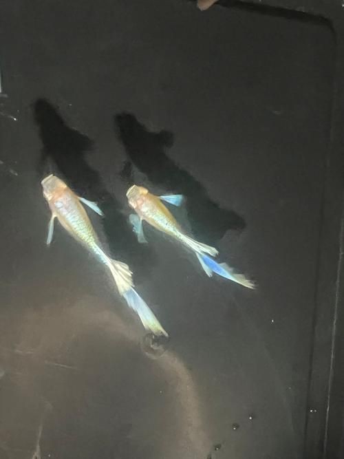 藍面魚公母區分圖片【《藍面魚公母區分圖片》】