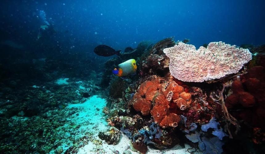 藍面魚公母區分圖片【《藍面魚公母區分圖片》】