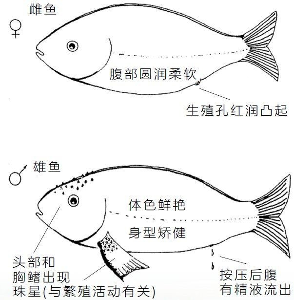 藍面魚公母區分圖片【《藍面魚公母區分圖片》】
