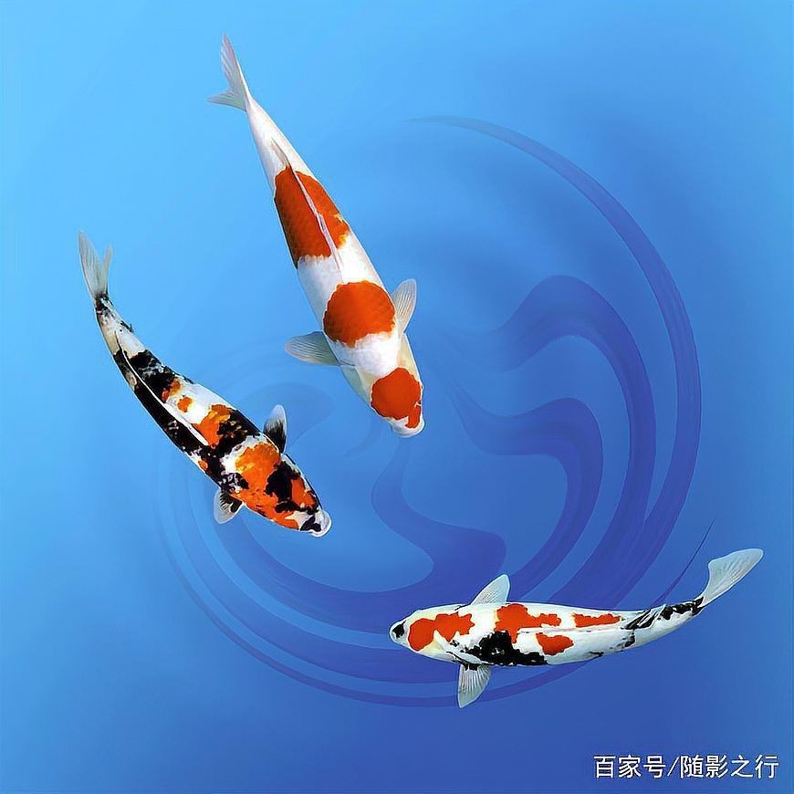 蝴蝶錦鯉最旺三個屬相【蝴蝶錦鯉與三大屬相吉祥之緣】 龍魚論壇 第3張 蝴蝶錦鯉最旺三個屬相【蝴蝶錦鯉與三大屬相吉祥之緣】 蝴蝶錦鯉最旺三個屬相【蝴蝶錦鯉與三大屬相吉祥之緣】 龍魚論壇 第3張