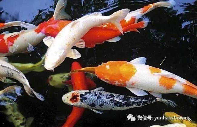 蝴蝶錦鯉最旺三個屬相【蝴蝶錦鯉與三大屬相吉祥之緣】 龍魚論壇 第10張 蝴蝶錦鯉最旺三個屬相【蝴蝶錦鯉與三大屬相吉祥之緣】 蝴蝶錦鯉最旺三個屬相【蝴蝶錦鯉與三大屬相吉祥之緣】 龍魚論壇 第10張