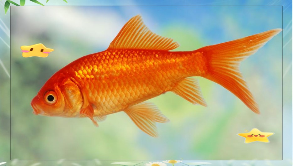風水魚養幾條最吉利最旺財【風水魚養幾條最吉利最招財】