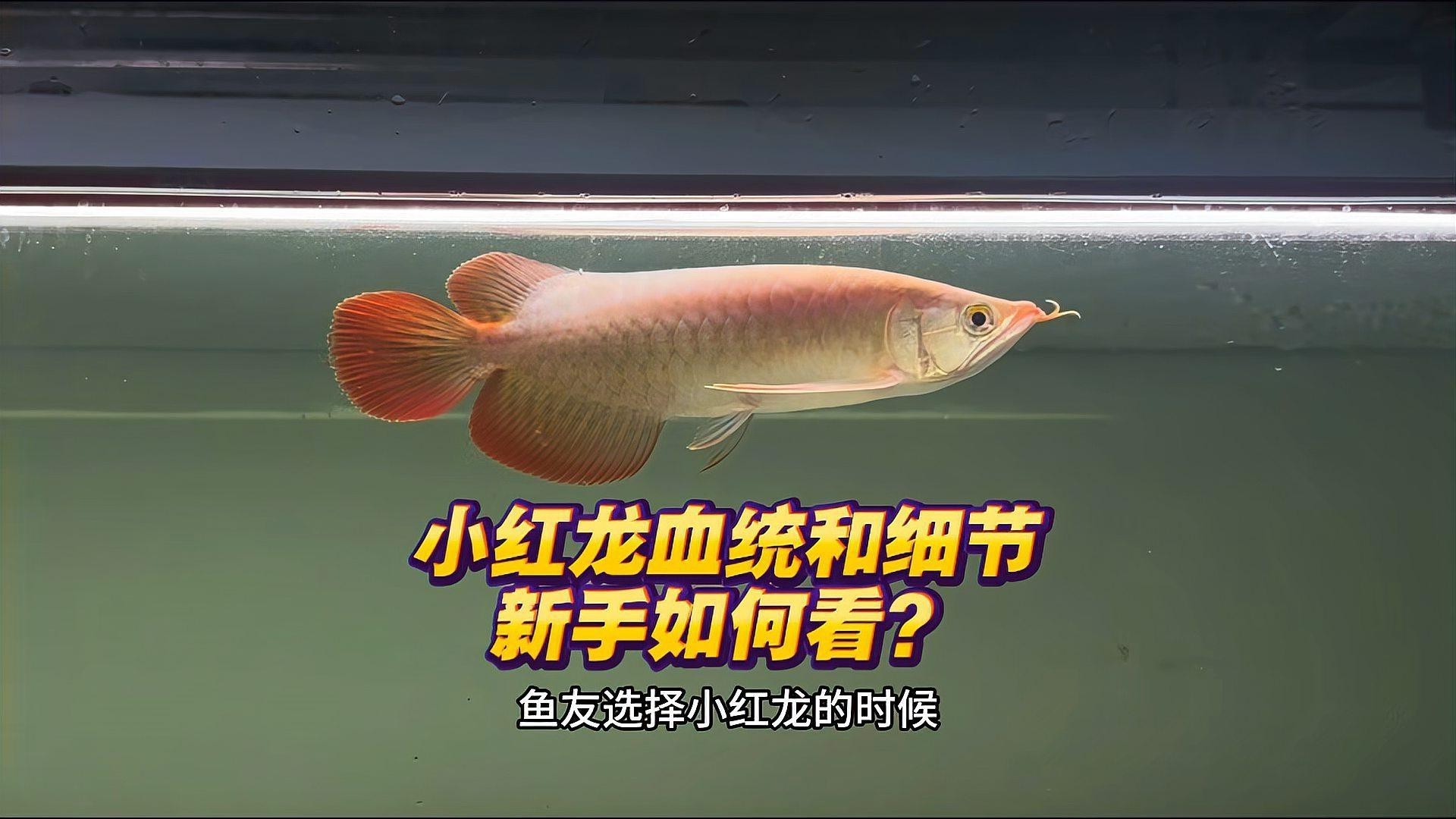 如何選擇健康的綠皮紅龍魚？【如何挑選優質紅龍魚掌握這些關鍵點避免選錯】