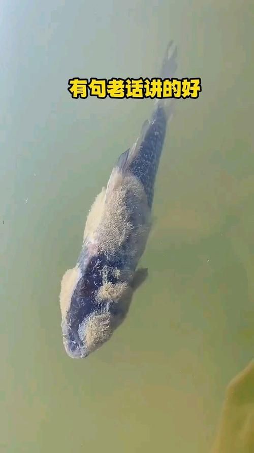 銀龍魚水霉病初期圖片【銀龍魚水霉病初期癥狀主要表現(xiàn)為體表出現(xiàn)灰白色棉絮狀覆蓋物】 銀龍魚水霉病初期圖片【銀龍魚水霉病初期癥狀主要表現(xiàn)為體表出現(xiàn)灰白色棉絮狀覆蓋物】 龍魚百科 第18張