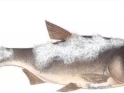 銀龍魚水霉病初期圖片【銀龍魚水霉病初期癥狀主要表現(xiàn)為體表出現(xiàn)灰白色棉絮狀覆蓋物】 銀龍魚水霉病初期圖片【銀龍魚水霉病初期癥狀主要表現(xiàn)為體表出現(xiàn)灰白色棉絮狀覆蓋物】 龍魚百科 第19張