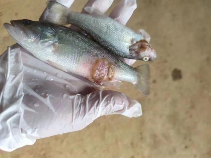 銀龍魚水霉病初期圖片【銀龍魚水霉病初期癥狀主要表現(xiàn)為體表出現(xiàn)灰白色棉絮狀覆蓋物】 銀龍魚水霉病初期圖片【銀龍魚水霉病初期癥狀主要表現(xiàn)為體表出現(xiàn)灰白色棉絮狀覆蓋物】 龍魚百科 第26張