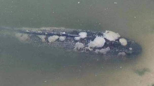 銀龍魚水霉病初期圖片【銀龍魚水霉病初期癥狀主要表現(xiàn)為體表出現(xiàn)灰白色棉絮狀覆蓋物】 銀龍魚水霉病初期圖片【銀龍魚水霉病初期癥狀主要表現(xiàn)為體表出現(xiàn)灰白色棉絮狀覆蓋物】 龍魚百科 第20張