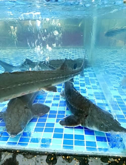 鮰龍魚圖片【興化漁民捕到一條鱘魚】
