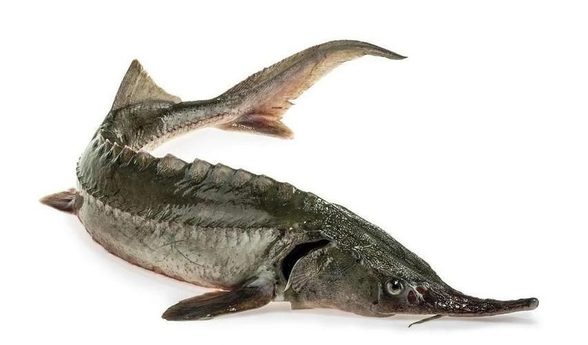 鮰龍魚圖片【興化漁民捕到一條鱘魚】