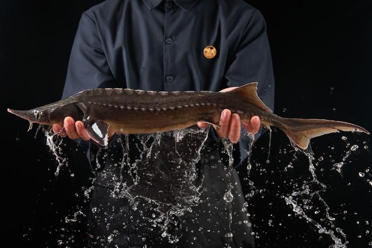 鮰龍魚圖片【興化漁民捕到一條鱘魚】