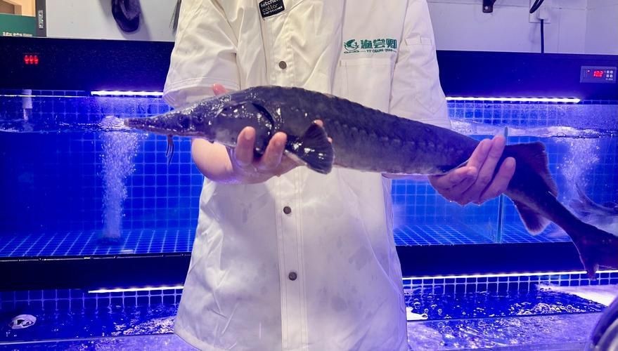 鮰龍魚圖片【興化漁民捕到一條鱘魚】