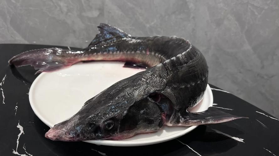 鮰龍魚圖片【興化漁民捕到一條鱘魚】
