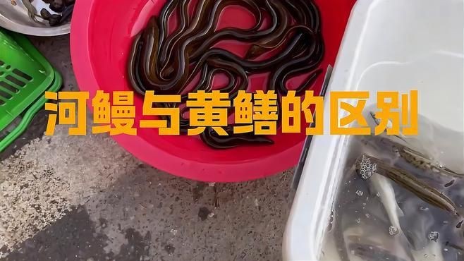 鰻魚和黃鱔是一種東西嗎【復禾健康，鰻魚和黃鱔是一種魚嗎】 鰻魚和黃鱔是一種東西嗎【復禾健康，鰻魚和黃鱔是一種魚嗎】 龍魚百科 第6張