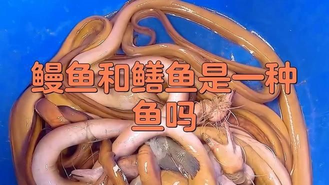 鰻魚和黃鱔是一種東西嗎【復禾健康，鰻魚和黃鱔是一種魚嗎】 鰻魚和黃鱔是一種東西嗎【復禾健康，鰻魚和黃鱔是一種魚嗎】 龍魚百科 第3張