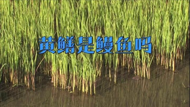 鰻魚和黃鱔是一種東西嗎【復禾健康，鰻魚和黃鱔是一種魚嗎】 鰻魚和黃鱔是一種東西嗎【復禾健康，鰻魚和黃鱔是一種魚嗎】 龍魚百科 第4張