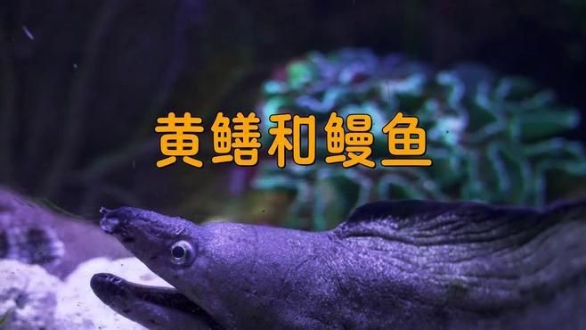 鰻魚和黃鱔是一種東西嗎【復禾健康，鰻魚和黃鱔是一種魚嗎】 鰻魚和黃鱔是一種東西嗎【復禾健康，鰻魚和黃鱔是一種魚嗎】 龍魚百科 第5張