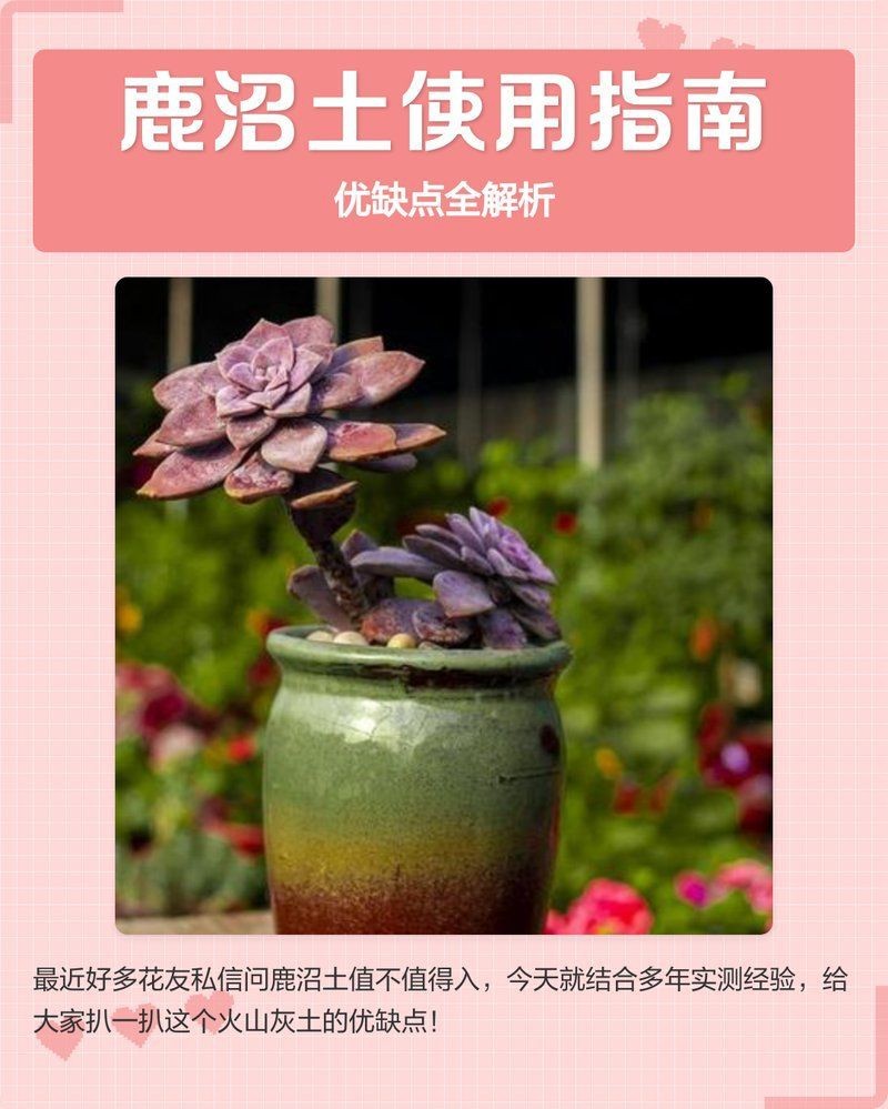 鹿沼土為什么不建議種【鹿沼土不能種的5種原因】 鹿沼土為什么不建議種【鹿沼土不能種的5種原因】 龍魚百科 第1張