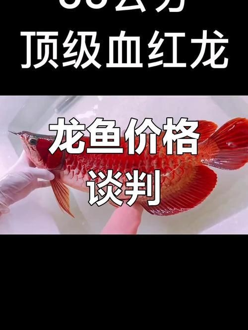 金龍魚圖片及價格【2025金龍魚食品大禮包產(chǎn)品配置與價格一覽表】