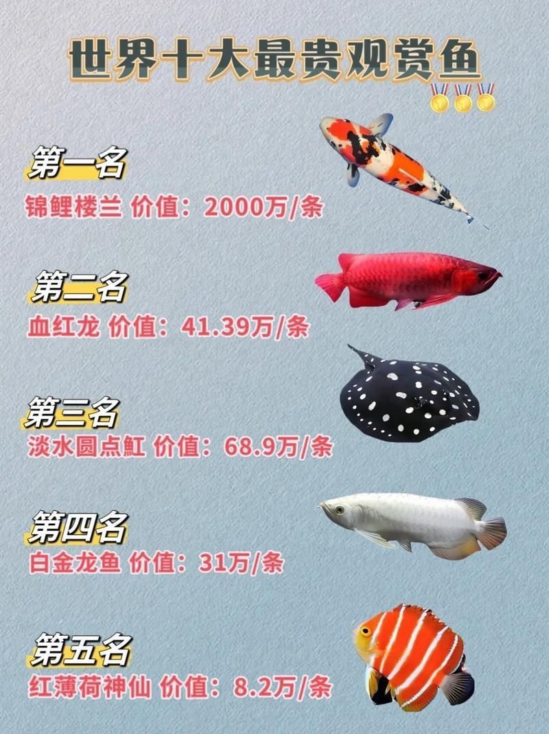 金龍魚圖片及價格【2025金龍魚食品大禮包產(chǎn)品配置與價格一覽表】
