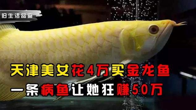金龍魚圖片及價格【2025金龍魚食品大禮包產(chǎn)品配置與價格一覽表】