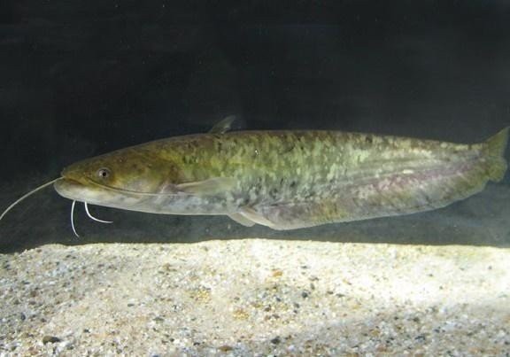 淡水鯰魚【《成為天然的淡水鯰魚：獨特的淡水三》】