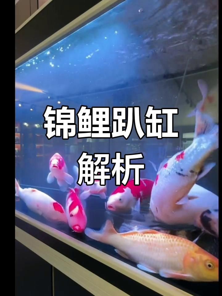 如何判斷錦鯉趴缸的原因【錦鯉趴缸原因及應對方法】