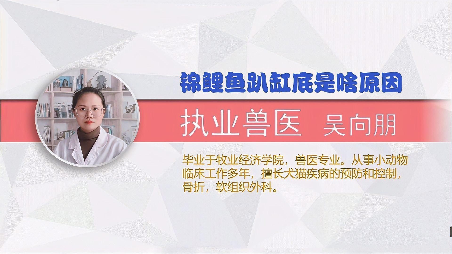 如何判斷錦鯉趴缸的原因【錦鯉趴缸原因及應對方法】