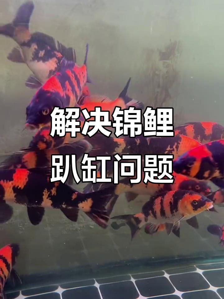 如何判斷錦鯉趴缸的原因【錦鯉趴缸原因及應對方法】