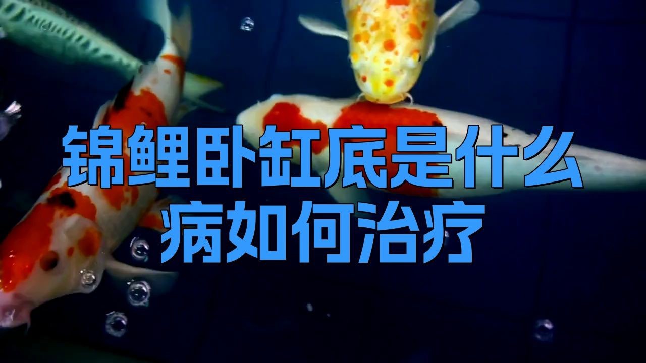 如何判斷錦鯉趴缸的原因【錦鯉趴缸原因及應對方法】