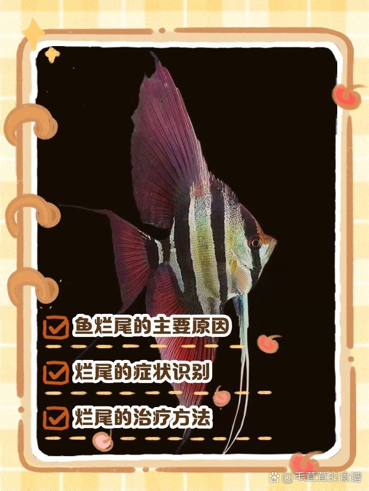 龍睛爛尾最簡單三個征兆【龍睛魚爛尾怎么辦】 龍睛爛尾最簡單三個征兆【龍睛魚爛尾怎么辦】 龍魚百科 第7張
