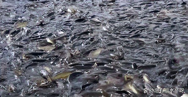 魚暗浮頭是什么原因【祺茂堂生物魚缺氧浮頭(暗浮頭)暗浮頭原因及防治措施】